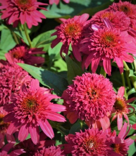 Echinacea purpurea 'Sombrero Double Cranberry' 